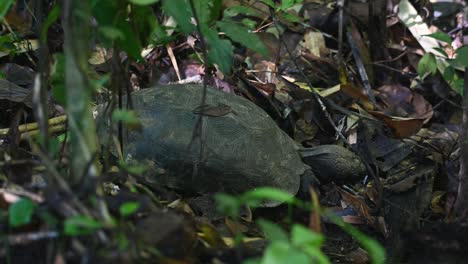 visto cavando su cabeza en el suelo para buscar más comida, tortuga asiática del bosque, manouria emys, parque nacional kaeng krachan, tailandia