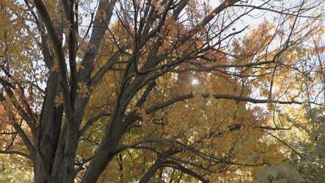 Sun-peaking-through-the-canopy-of-autumn-trees-during-the-fall-in-Gatineau,-Quebec