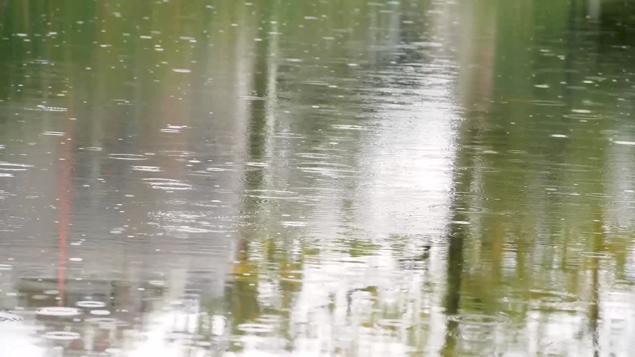 연못에 비가 많이 내림