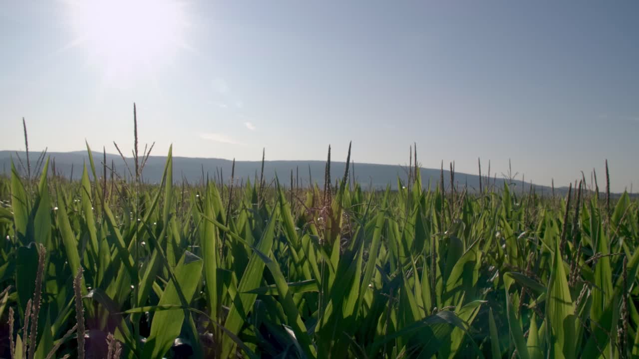 Cornfield in Franconia with Fichtelgebirge in the background - 3