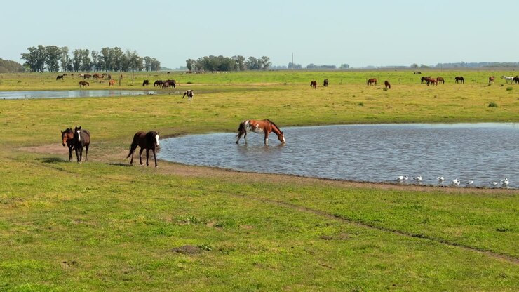 Ripresa aerea di una mandria di cavalli da riproduzione che pascolano in un prato con stagni d'acqua. 4k.