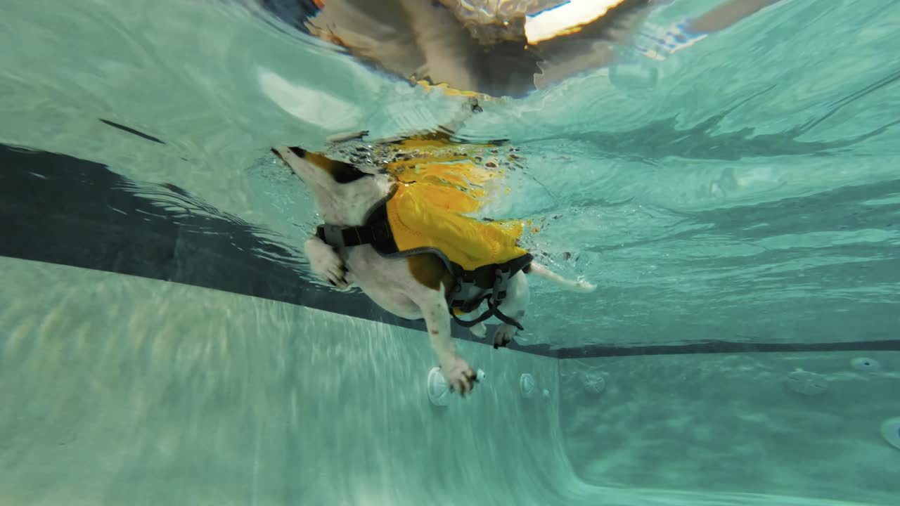 Underwater slow-motion shot of puppy paddling in a pool while wearing a life vest, perfect for pets, swimming, and playful lifestyle visuals