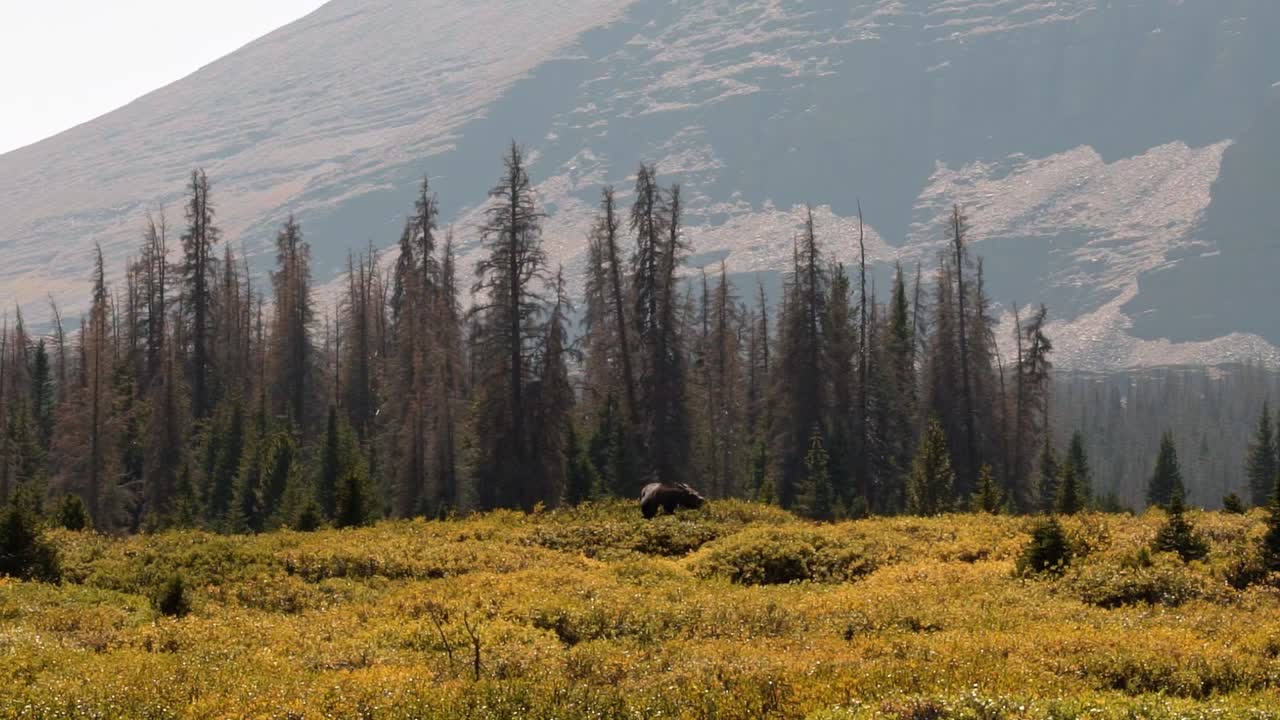 un gran alce hembra pastando en un gran arbusto verde en cámara lenta cerca del lago del castillo rojo inferior en el bosque nacional alto uinta entre utah y wyoming en una caminata de mochilero en un día de otoño