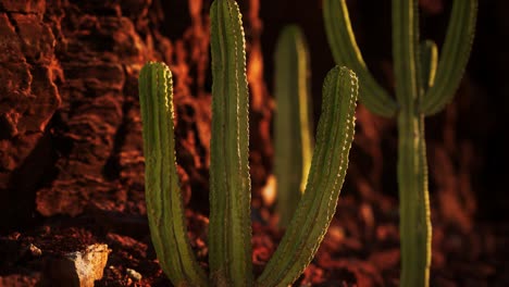 Cactus-En-El-Desierto-De-Arizona-Cerca-De-Piedras-De-Roca-Roja