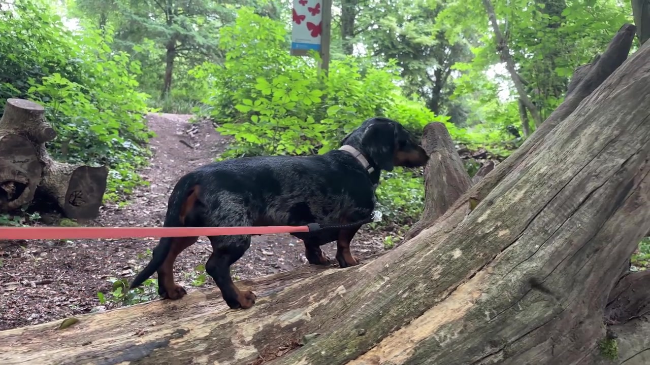 Chó Dachshund đi dọc thân cây đổ khi khám phá khu rừng có dây xích tại Công viên quốc gia Manor Farm. Chú chó tò mò đánh hơi môi trường tự nhiên ở Anh Quốc vào ban ngày.