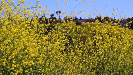 1080HD-24p,-Yellow-wild-flowers-sway-gently-in-the-summer-breeze-with-blue-skies-and-a-hilltop-in-the-background
