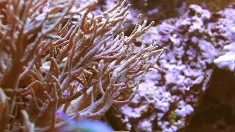 acuario 05