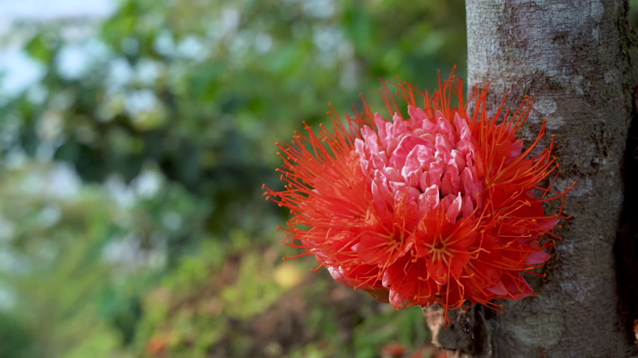 abeja volando y recogiendo polen de brownea grandiceps en flor roja en verano, 4k - cierre estático
