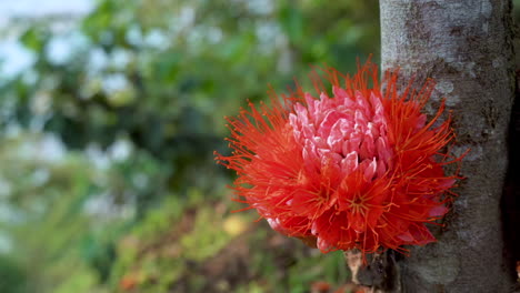 Bee-flying-and-collecting-pollen-of-red-blooming-Brownea-Grandiceps-in-summer,4K---Static-close-up