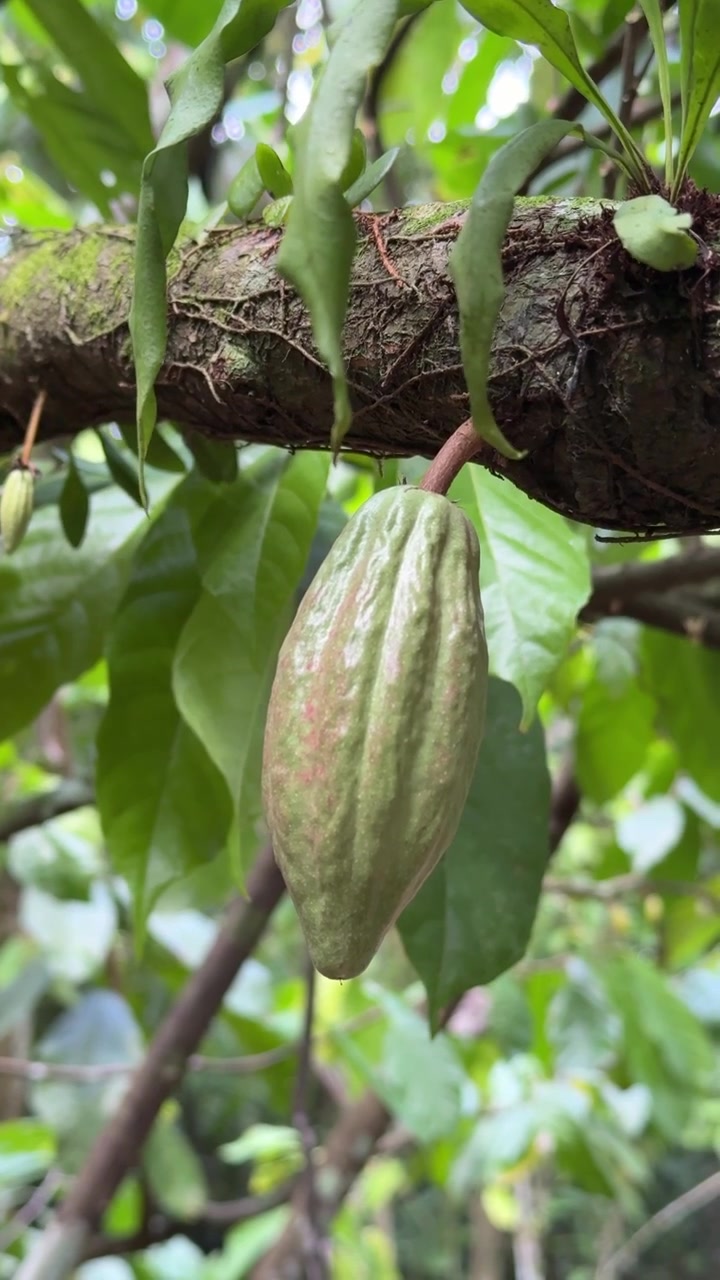 Single Raw Cacao Pod Growing on Tree Branch