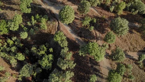 Top-down-aerial-view-of-a-loosely-scattered-forest-in-Colima,-Mexico