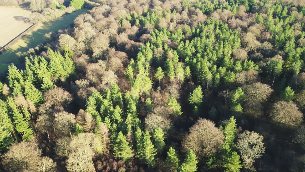 vista ascendente de un dosel forestal de hayas y coníferas