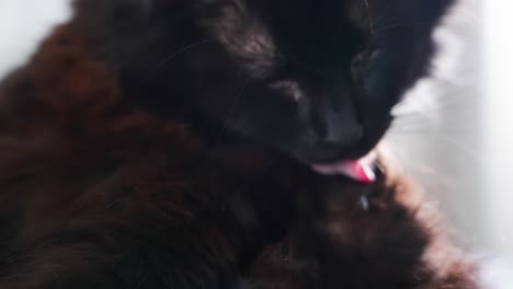 primer plano de gato negro limpiándose