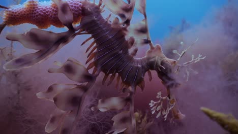 Leafy-Sea-Dragon-with-eggs-4k-slow-motion-South-Australia