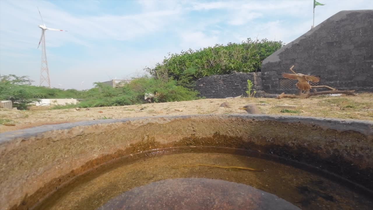 물 크 에서 물 을 마시는 새