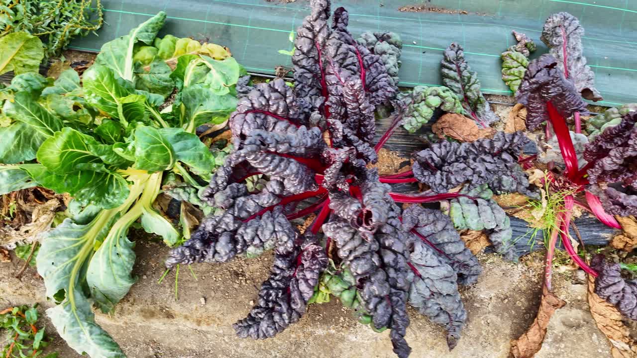 Overhead shot showing rows of red Swiss chard plants growing in a greenhouse. The camera captures the vivid contrast between the red stems and the dark green crinkled leaves