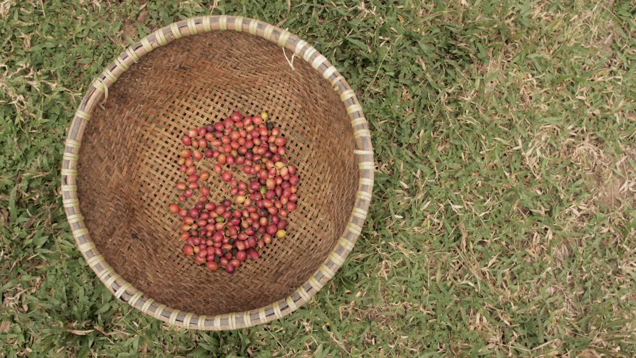 Raw Luwak coffee beans