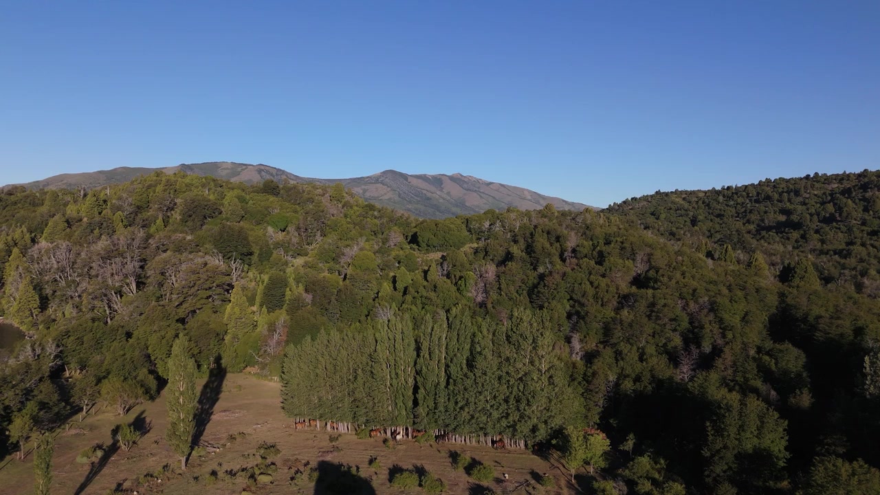 Aerial view glides over dense forested hills and open meadow under clear blue sky