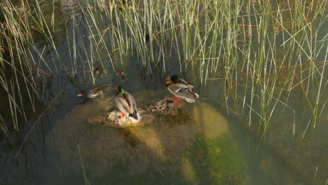 Patos-Reales-Posados-En-Las-Rocas-En-El-Lago-Soleado