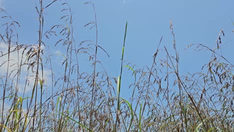 Schönes-Hohes-Frühlingsgras,-Das-Sich-Im-Freien-Durch-Den-Wehenden-Wind-Wiegt