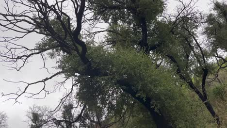 Descubriendo-Los-ángeles-En-Una-Caminata-Por-El-área-Del-Valle-En-Un-Da-Sombrío