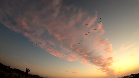 vídeo de 4k de aves marinas volando en formación sobre una espectacular racha de nubes rosadas sobre un cielo crepuscular en la bahía de monterey, california