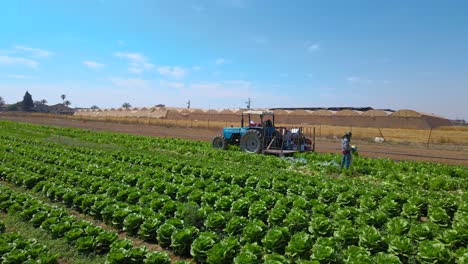 Traktor-Am-Kohlfeld-Im-Südlichen-Bezirk-Sdot-Negev,-Israel