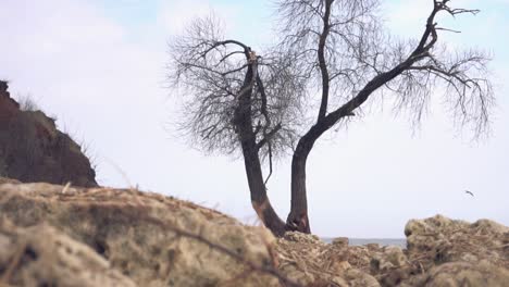 lonely tree on a rocky shore