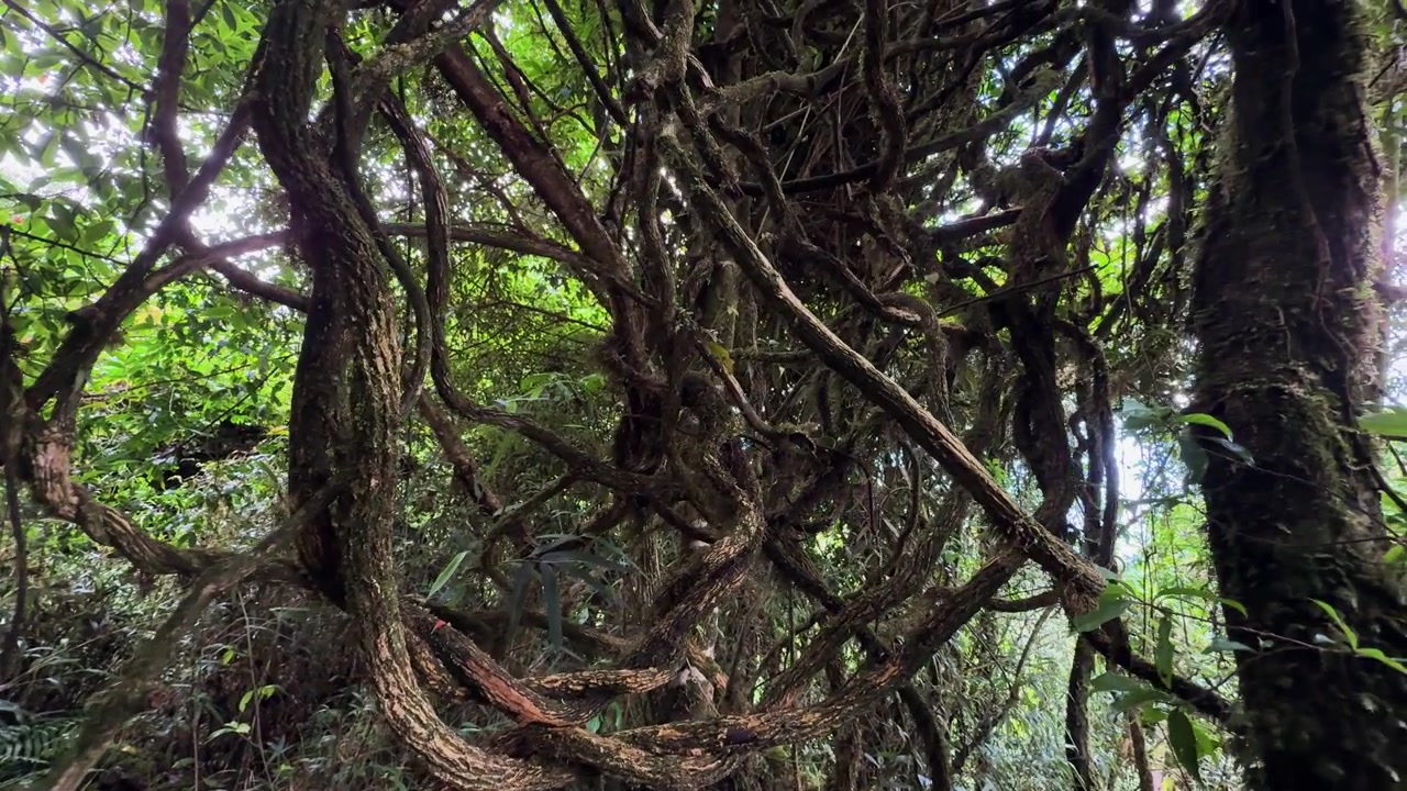 Dense tangle of vines and forest vegetation in Tà Xùa Primeval Forest, Vietnam, capturing the wild, untamed character of the subtropical jungle environment
