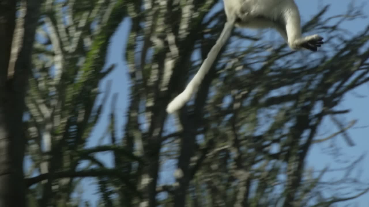 toma en cámara lenta de sifaka propithecus verreauxi blanco encogido en un árbol, doble salto aterrizando primero en un árbol, despegando de nuevo instantáneamente, volando fuera del marco, tiro panorámico