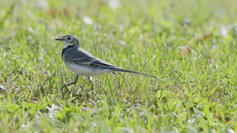 white wagtail searching for food flies in the