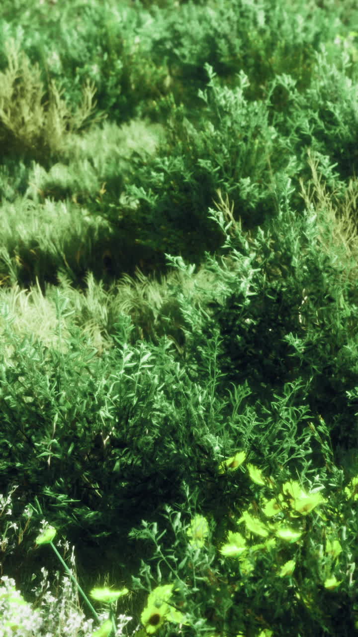 Piante verdi coprono il terreno in uno spazio esterno soleggiato vicino a un giardino.