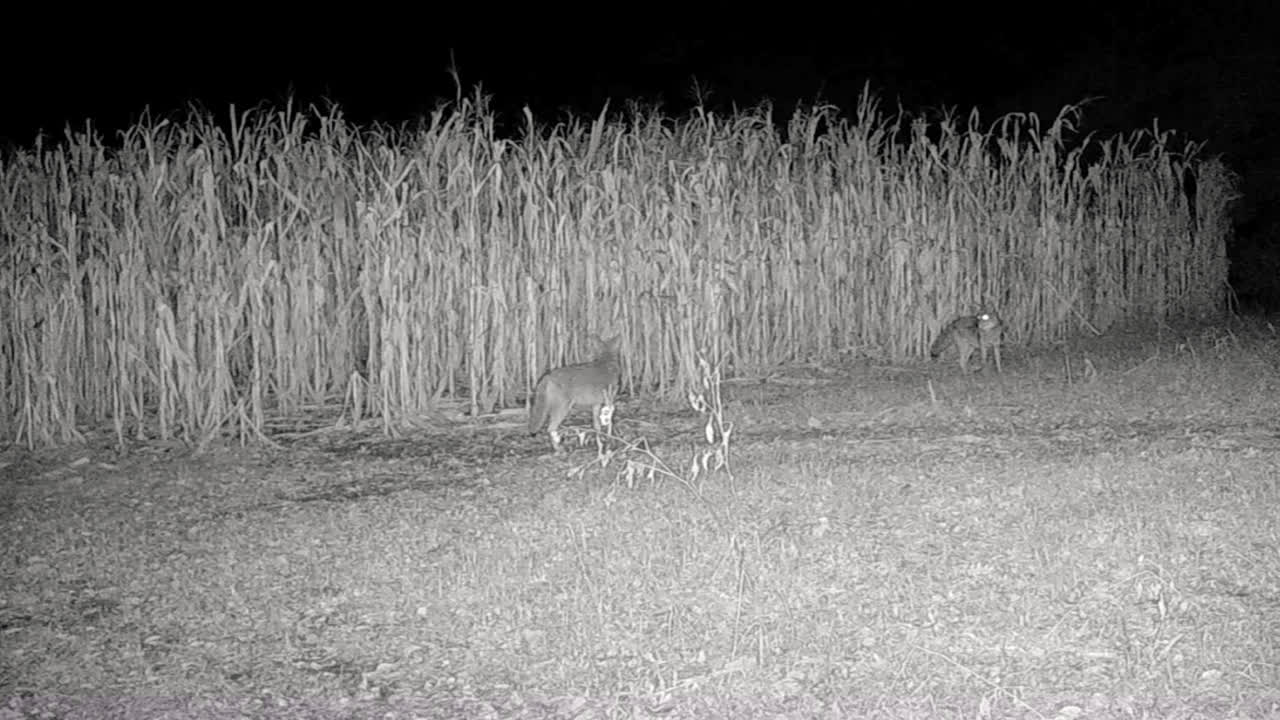 Coyotes - Coyote pack searching for food at the edge of a corn field at night; concepts of nature, game camera, wildlife and hunting