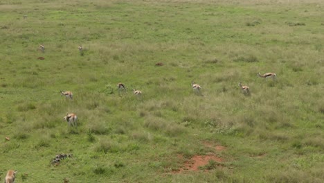 Drone-footage-of-a-Springbok-antelope-herd-grazing-on-green-grass-savannah-in-the-wild