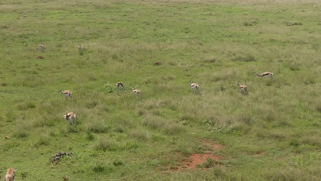 drone footage of a springbok antelope herd grazing on green grass savannah in the wild