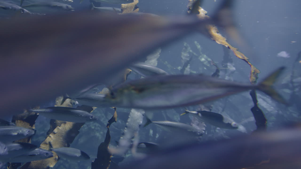 수족관 에 있는 마크 의 무리