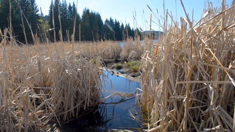 from the edge of beauvais lake in alberta canada during the spring