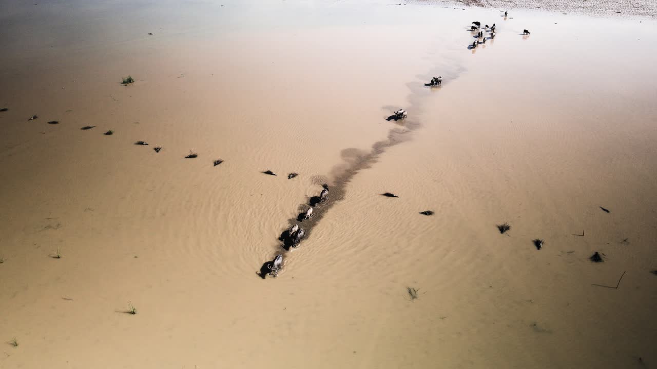 이른 아침 물소는 야생 톤 수액 호숫가, 동남아시아를 따라 자유롭게 사행하며 편안한 생활 방식을 즐깁니다.