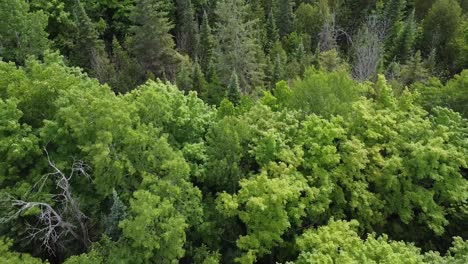 Toma-Aérea-De-Un-Hermoso-Bosque-Salvaje-En-Canadá