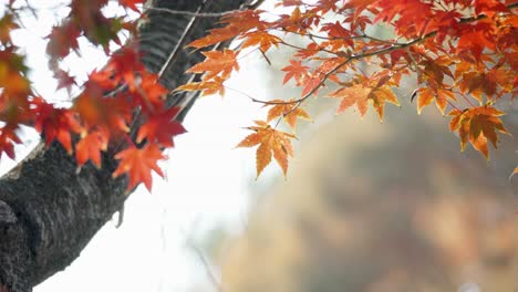 autumn colors in tokyo, japan, beautiful autumn maple leaves and tree trunk in sunlight