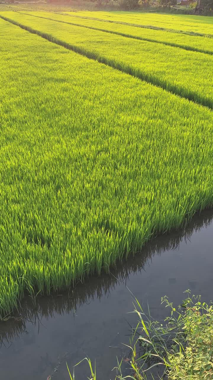 Risaia verde brillante con canale d'acqua sotto la luce del sole