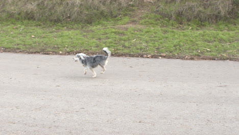 Breiter-Schuss-In-Zeitlupe-Eines-Dreibeinigen-Hundes,-Der-Läuft