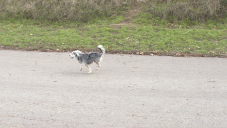 plano general en cámara lenta de un perro de tres patas corriendo