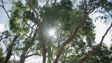 Looking-up-at-the-trees-while-walking