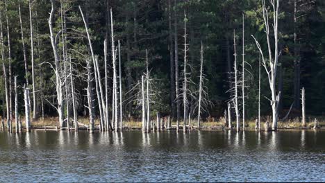 a lot of dead trees on the edge of a lake in the wilderness regions