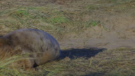 During-Atlantic-grey-seal-breeding,-newborn-pups-with-white-fur-bond-with-mothers,-suckling-and-basking-in-the-warm-November-sun