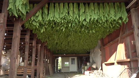 Una-Cosecha-De-Secado-De-Tabaco-En-Un-Granero-De-Tabaco-En-El-Sur-Del-Condado-De-Lancaster,-Pensilvania