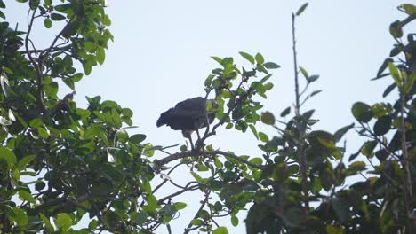 un buitre de rumped blanco o gyps bengalensis pájaro posado o descansando en su nido en una rama de árbol en el área de ghatigao de madhya pradesh india
