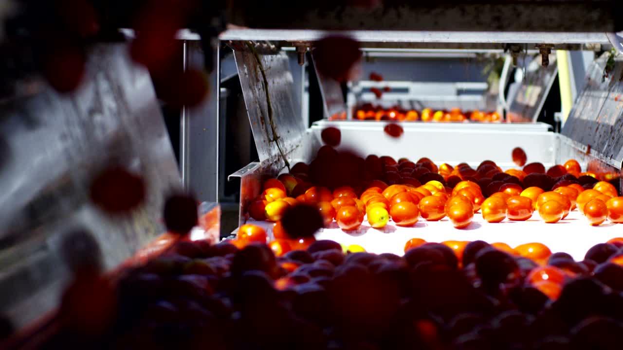 In an industry tomatoes, red tomatoes pass into tanks filled with water to be washed from earth and debris and exit perfectly clean.