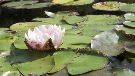 White-fragrant-lily-flower-on-field-of-lily-pads-and-flies